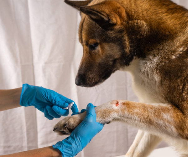 Tierarzt mit blauen Handschuhen versorgt die verletzte Pfote eines Hundes vor weißem Hintergrund.