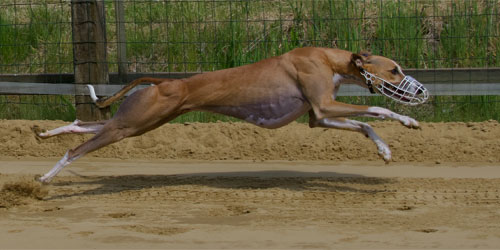 Ein brauner Windhund mit Maulkorb sprintet in vollem Lauf gestreckt über eine Sandbahn auf einer Rennstrecke.