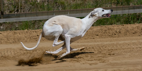 Ein heller Whippet sprintet dynamisch über eine Sandbahn, aufgewirbelter Sand zeigt seine hohe Geschwindigkeit.