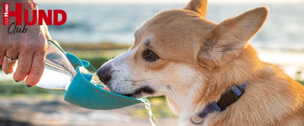 Kleiner Hund trinkt Wasser aus einer Trinkflasche für Hunde