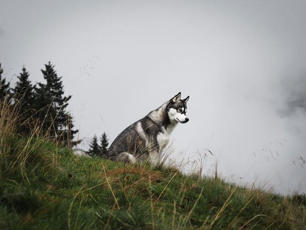 Ein Husky sitzt aufmerksam auf einer grünen Bergwiese mit Nadelbäumen und Nebel im Hintergrund.
