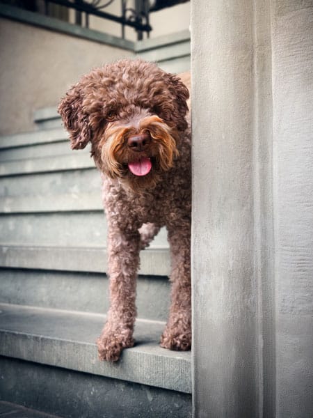 Lockiger brauner Hund steht fröhlich hechelnd auf einer Steintreppe und schaut neugierig um die Ecke.