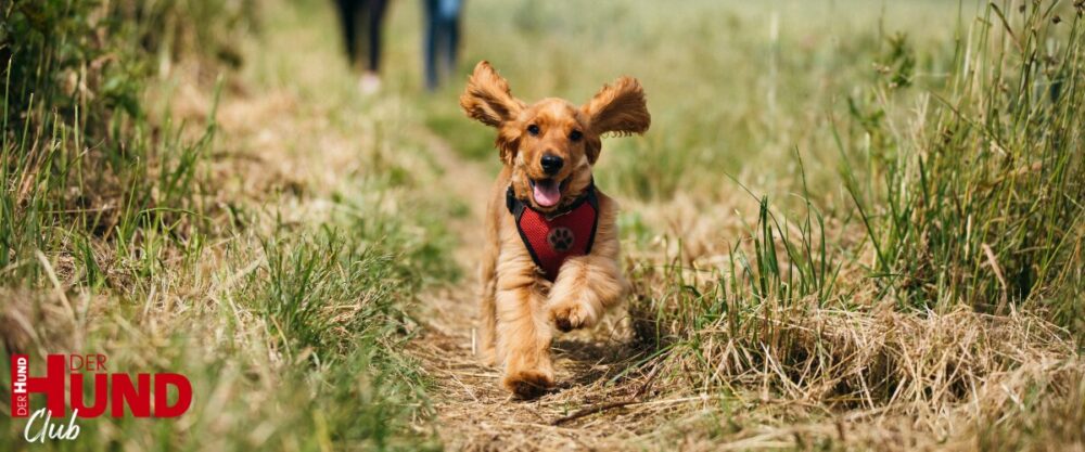 kleiner Hund rennt durch eine Wiese auf die Kamera zu