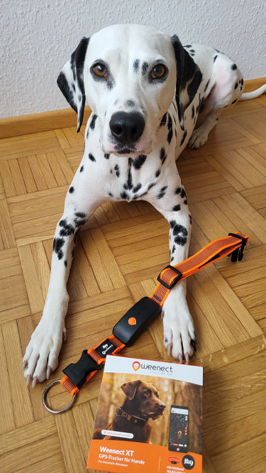 Dalmatiner liegt auf Parkettboden neben Weenect-GPS-Hundetracker, Halsband und Infobroschüre.