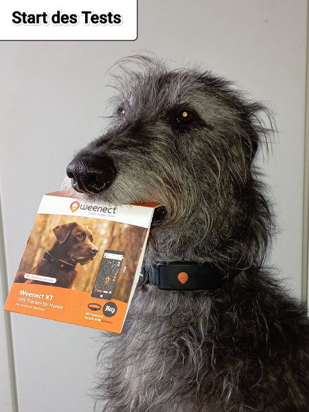 Scottish Deerhound trägt Weenect XT GPS-Tracker-Halsband und hält die Verpackung im Maul.