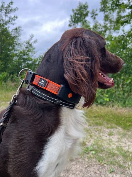 Braun-weißer Hund mit GPS-Tracker am Halsband steht an der Leine im Grünen.