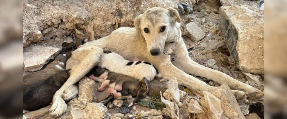 Streunerhunde in Syrien: Hündin mit Welpen liegt zwischen Schutt und säugt mehrere Welpen.