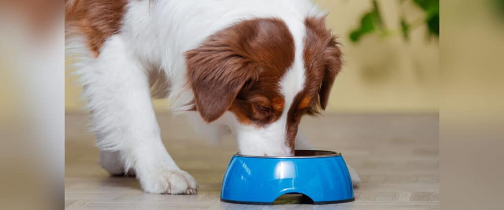 Hund mit braun-weißem Fell frisst aus einem blauen Napf, der auf dem Boden steht.