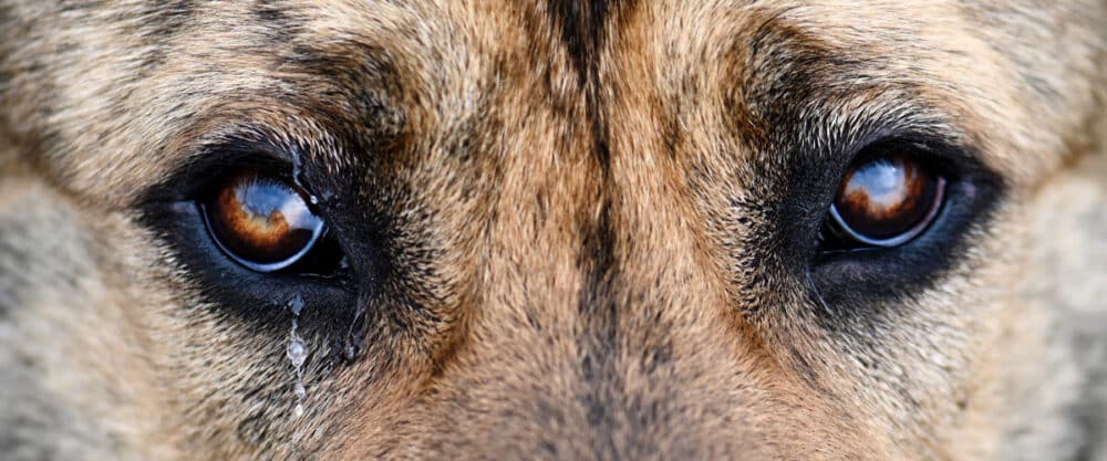 Nahaufnahme der braunen Hundeaugen mit Fellmuster und Träne unter dem linken Auge.