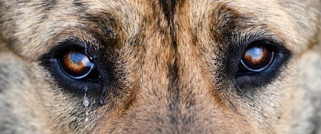 Nahaufnahme der braunen Hundeaugen mit Fellmuster und Träne unter dem linken Auge.