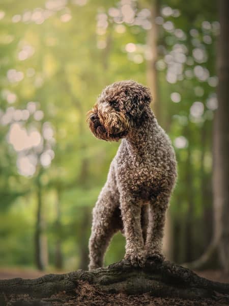 Lockiger Hund steht aufmerksam auf einem Baumstumpf im sonnendurchfluteten, grünen Wald.