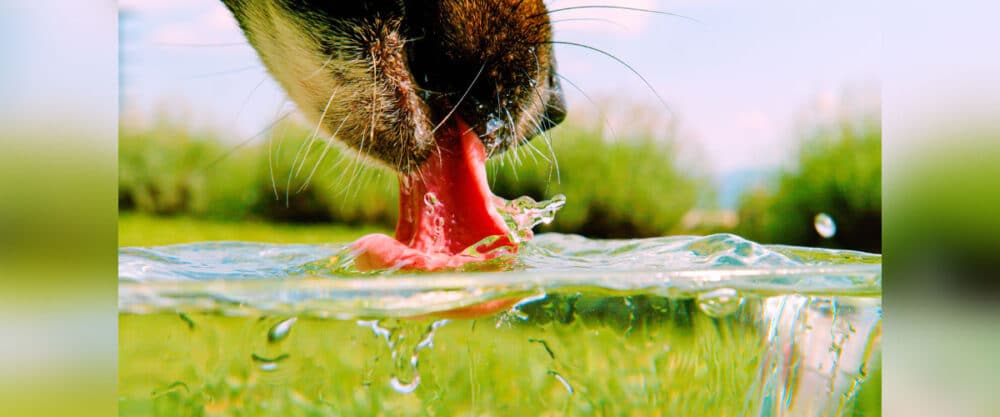 Ein Hund schleckt mit der Zunge Wasser aus einem klaren Gewässer im Freien.