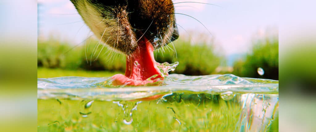 Ein Hund schleckt mit der Zunge Wasser aus einem klaren Gewässer im Freien.