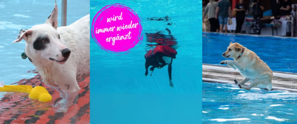 Drei Hunde beim Schwimmen und Spielen im Pool, darunter ein springender und ein tauchender Hund mit Schwimmweste.