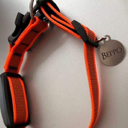 Orangefarbenes Hundehalsband mit GPS-Tracker und Namensanhänger mit der Gravur „Beppo“.