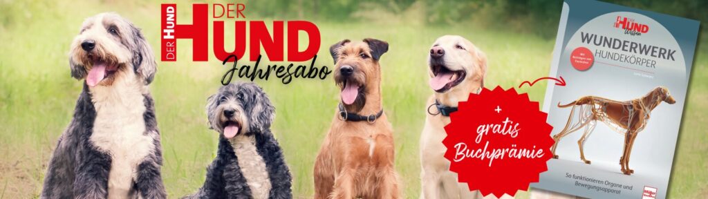 Headerbild mit 4 Hunden, die nebeneinander auf einer grünen Wiese sitzen. Das Logo von DER HUND ist eingeblendet, das Cover des Buchs 