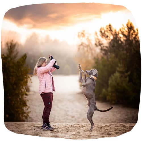 Frau fotografiert einen aufrecht stehenden Weimaraner im Sand bei Sonnenuntergang.