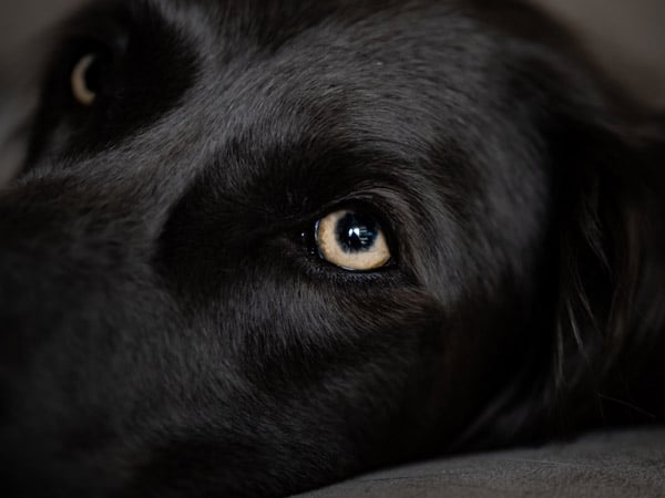 Nahaufnahme eines Hundes, der entspannt liegt und mit wachen, hellen Augen zur Kamera schaut.