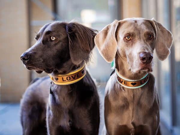 Zwei Hunde mit „LOVE“-Halsbändern stehen nebeneinander und blicken aufmerksam in verschiedene Richtungen.