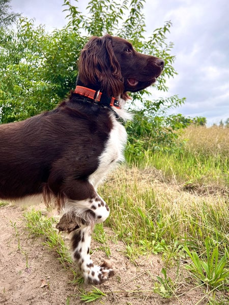 Braun-weißer Hund mit orangem Halsband steht aufmerksam auf einem sandigen Weg im Grünen.