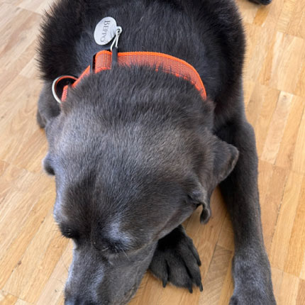 Großer grauer Hund mit orangefarbenem Halsband und Namensanhänger liegt auf einem Holzboden.