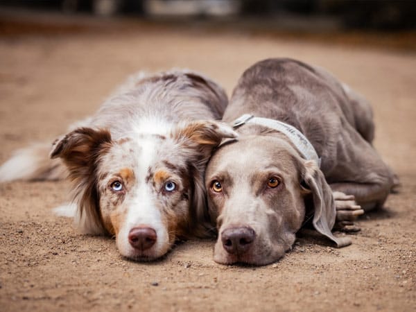 Zwei Hunde liegen entspannt nebeneinander auf sandigem Boden und ruhen sich gemeinsam aus.