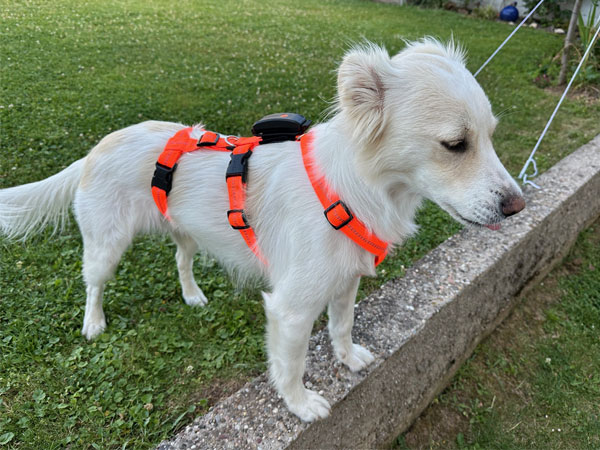 Weißer Hund mit orangefarbenem Geschirr und GPS-Tracker steht im Garten auf einer niedrigen Mauer.