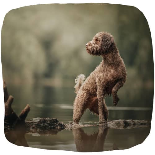 Lockiger Hund steht aufmerksam am Ufer im seichten Wasser, Natur im Hintergrund.