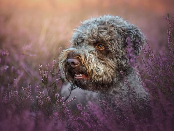 Lockiger brauner Hund steht aufmerksam in einem lila Heidefeld im sanften Abendlicht.