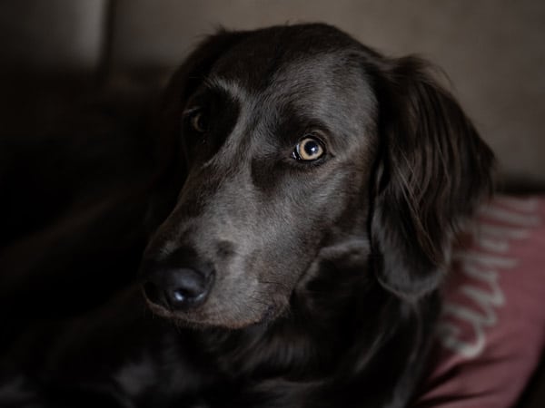 Aufnahme bei wenig Licht: Ein Weimaraner liegt auf einem Kissen und schaut zur Kamera.