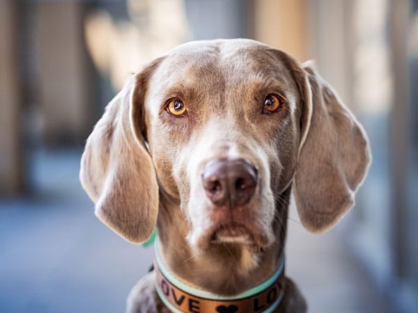 Weimaraner trägt ein Halsband mit der Aufschrift „LOVE“ und sitzt in einem Flur.