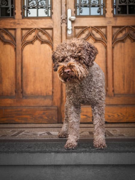 Lockiger, brauner Hund steht aufmerksam auf einer Steinstufe vor einer detailreichen Holztür.