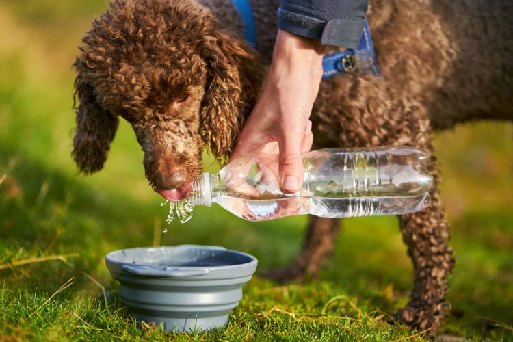 Ein Hund trinkt draußen Wasser aus einem Faltnapf, das aus Plastikflasche eingegossen wird.