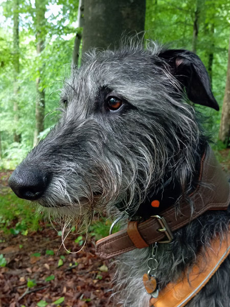 Scottish Deerhound mit Geschirr, Halsband und GPS-Tracker im grünen Wald fotografiert.