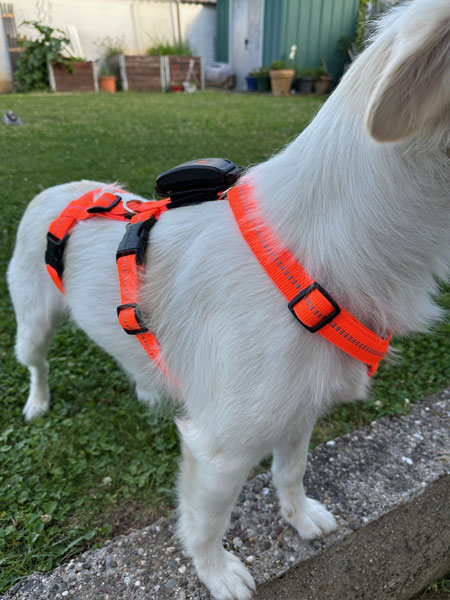 Weißer Hund im Garten trägt ein leuchtend orangefarbenes Geschirr mit einem GPS-Tracker auf dem Rücken.