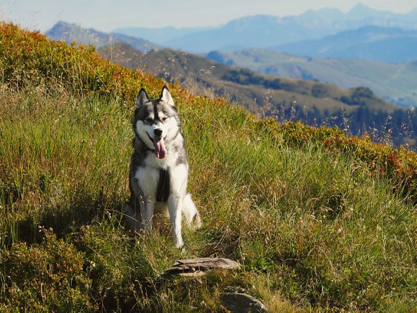 Ein Husky sitzt auf einer sommerlichen Bergwiese mit weitem Blick auf hügelige Alpenlandschaft im Hintergrund.