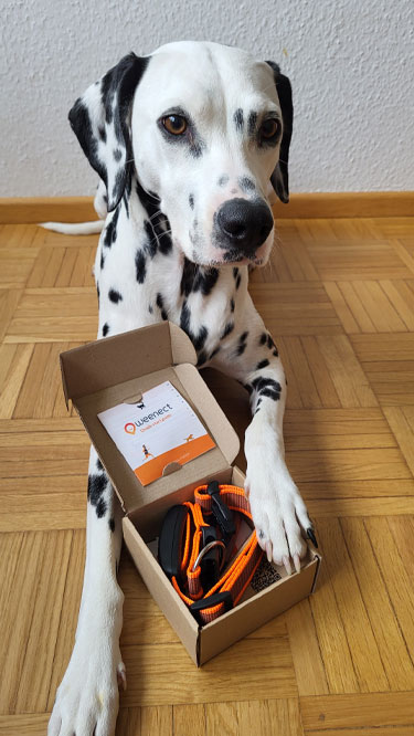 Dalmatiner liegt auf Parkett und hält eine geöffnete Box mit Weenect-GPS-Tracker und orangefarbenem Halsband.