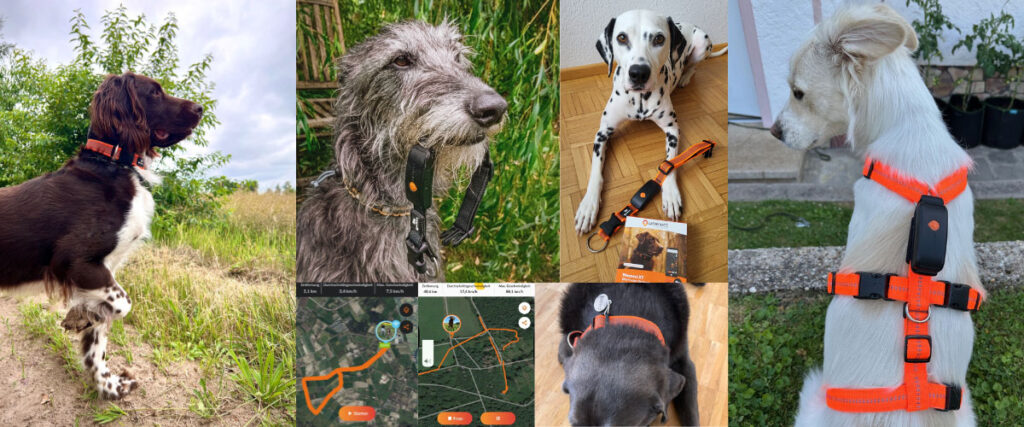 Verschiedene Hunde tragen Halsband mit GPS-Tracker von Weenect, teils mit App und Routendarstellung abgebildet.