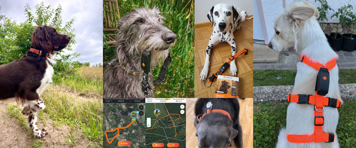 Verschiedene Hunde tragen Halsband mit GPS-Tracker von Weenect, teils mit App und Routendarstellung abgebildet.