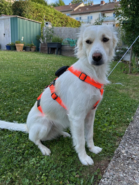 Weißer Hund sitzt im Garten und trägt ein orangefarbenes Sicherheitsgeschirr mit GPS-Tracker.