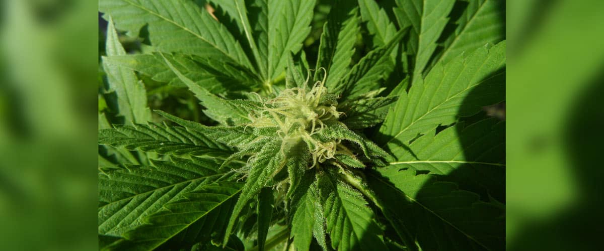 Hanfpflanze mit Blüte als Ursprung für CBD für Hunde, Cannabidiol Hanföl Hund