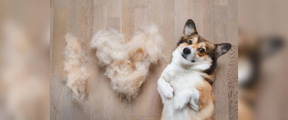 Corgi liegt auf dem Rücken, daneben Büschel ausgebürsteter Unterwolle in Herzform auf Holzboden.
