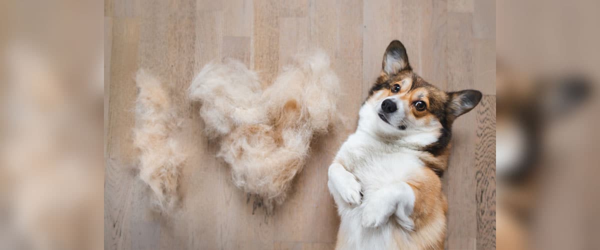Corgi liegt auf dem Rücken, daneben Büschel ausgebürsteter Unterwolle in Herzform auf Holzboden.