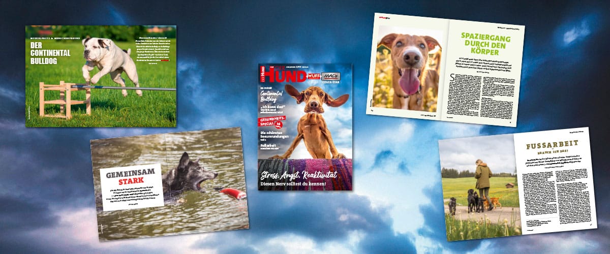 Verschiedene Seiten der Aug/Sept-Ausgabe von DER HUND mit Fotos von Hunden beim Training, Spielen und Portraits.