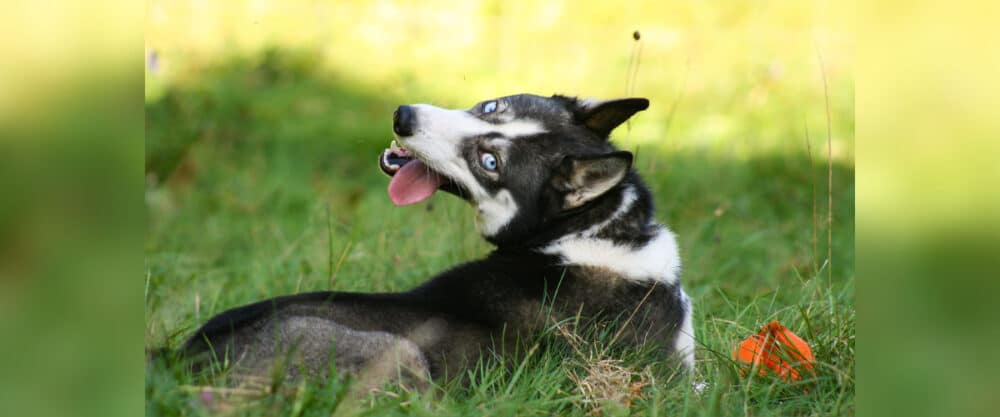 Hunde im Sommer: Husky mit blauen Augen liegt auf einer Wiese und streckt die Zunge heraus.