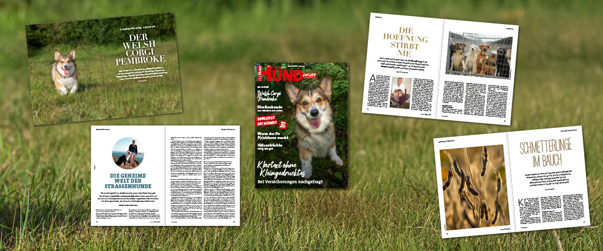 Magazin DER HUND+WUFF: Cover und aufgeschlagene Seiten auf Wiese, Themen Corgi, Straßenhunde, Tierschutz, Hülsenfrüchte.