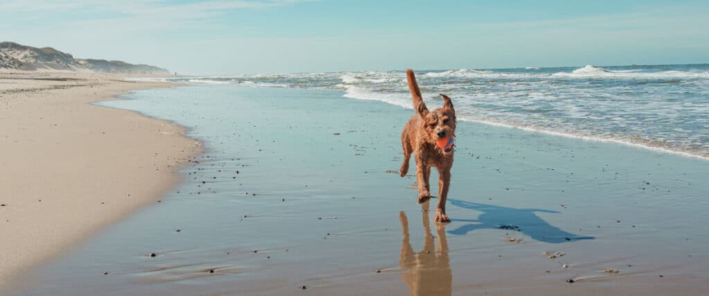 Brauner Hund läuft mit Ball im Maul am leeren Sandstrand entlang, Wellen im Hintergrund, sonniges Wetter.