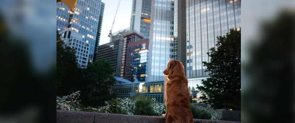 Goldbrauner Hund sitzt auf einer Steinmauer und blickt bei Abendlicht auf moderne Hochhäuser der Stadt.