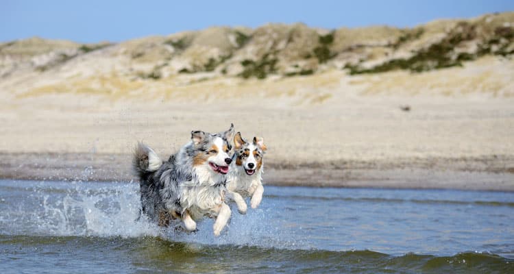 Zwei Australian Shepherds rennen ausgelassen durchs seichte Wasser am Strand vor einer Dünenlandschaft.