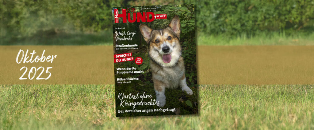 Magazin DER HUND+WUFF, Ausgabe Oktober 2025: Glücklicher Corgi im Wald, vor grüner Wiese.